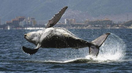 Se espera un incremento considerable en el número de ballenas hacia el mes de abril, cuando la temporada se aproxima a su cierre. AFP/ARCHIVO