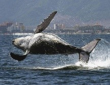 Se espera un incremento considerable en el número de ballenas hacia el mes de abril, cuando la temporada se aproxima a su cierre. AFP/ARCHIVO