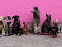 El nombre del trastorno hace referencia al pasaje bíblico de Noé, quien construyó un arca para salvar a animales de todas las especies durante el diluvio universal. Unsplash