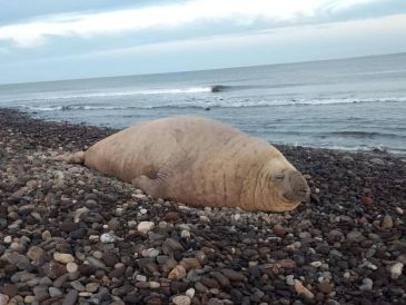 La aparición de un elefante marino en la playa Los Ayala, Nayarit, sorprendió a turistas y habitantes, luego de que el enorme ejemplar fuera visto en la zona. X / SSPCNay