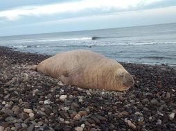 La aparición de un elefante marino en la playa Los Ayala, Nayarit, sorprendió a turistas y habitantes, luego de que el enorme ejemplar fuera visto en la zona. X / SSPCNay