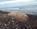 La aparición de un elefante marino en la playa Los Ayala, Nayarit, sorprendió a turistas y habitantes, luego de que el enorme ejemplar fuera visto en la zona. X / SSPCNay