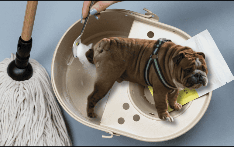 Para quitar el olor de orines de tu perro, solo basta con utilizar ingredientes que posiblemente tengas en tu hogar. UNSPLASH /  SPRUCE REFILLABLE CLEANING / UNSPLASH / S. ARTEAGA