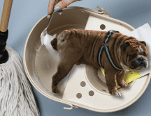 Para quitar el olor de orines de tu perro, solo basta con utilizar ingredientes que posiblemente tengas en tu hogar. UNSPLASH /  SPRUCE REFILLABLE CLEANING / UNSPLASH / S. ARTEAGA