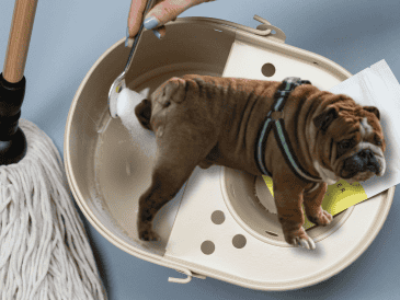 Para quitar el olor de orines de tu perro, solo basta con utilizar ingredientes que posiblemente tengas en tu hogar. UNSPLASH /  SPRUCE REFILLABLE CLEANING / UNSPLASH / S. ARTEAGA