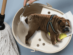 Para quitar el olor de orines de tu perro, solo basta con utilizar ingredientes que posiblemente tengas en tu hogar. UNSPLASH /  SPRUCE REFILLABLE CLEANING / UNSPLASH / S. ARTEAGA