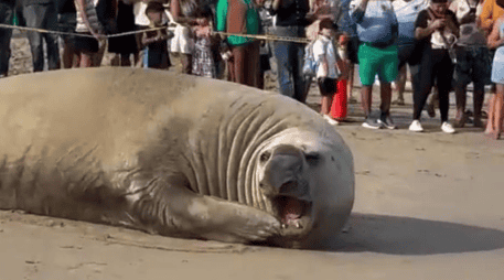 Los especialistas señalan que algunas especies de fauna marina podrían salir del mar por diversas razones. X / @SSPCNay