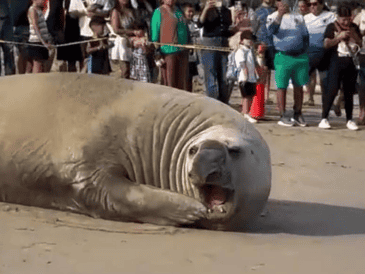 Los especialistas señalan que algunas especies de fauna marina podrían salir del mar por diversas razones. X / @SSPCNay