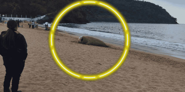 Elefante marino en Nayarit: &iquest;Est&aacute; enfermo el animal en Playa Los Ayala? (FOTOS)