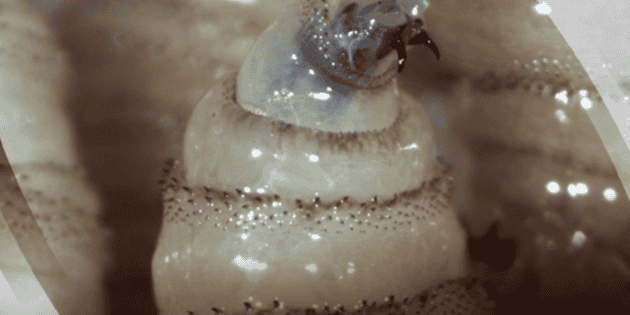 Edomex: Reportan 27 casos de gusano barrenador