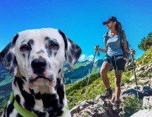 El Dálmata es una raza con gran capacidad aeróbica, por lo que es una de las opciones recomendadas para personas que gustan de hacer ejercicio. ESPECIAL / CANVA