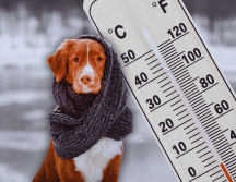 Por el frente frío 32, se prevén condiciones para la caída de lluvia engelante o aguanieve en zonas altas de Chihuahua, Coahuila y Nuevo León. ESPECIAL / CANVA