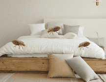 Siguiendo estos pasos puedes eliminar las chinches de tu colchón. UNSPLASH / DECONOVO