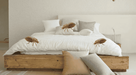 Siguiendo estos pasos puedes eliminar las chinches de tu colchón. UNSPLASH / DECONOVO