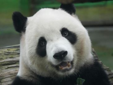 El panda gigante es considerado un símbolo global de conservación y protección de la biodiversidad. CANVA