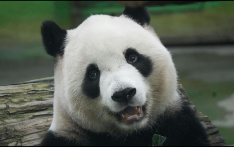 El panda gigante es considerado un símbolo global de conservación y protección de la biodiversidad. CANVA