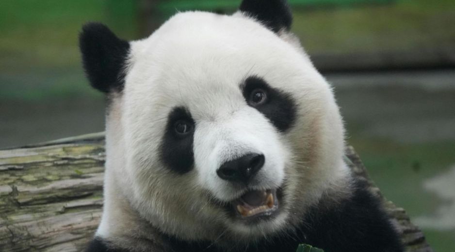 El panda gigante es considerado un símbolo global de conservación y protección de la biodiversidad. CANVA