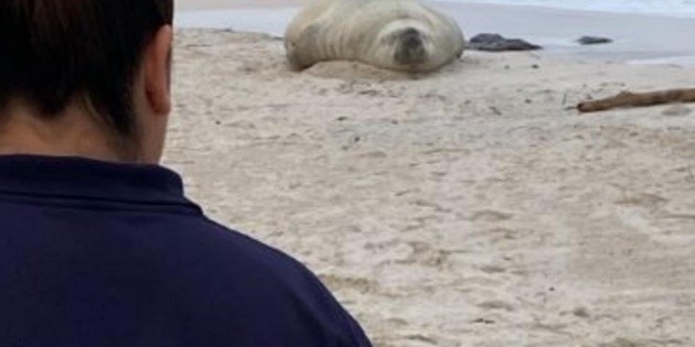 Viral: Elefante marino se va de Los Ayala; aparece en otra playa de Nayarit