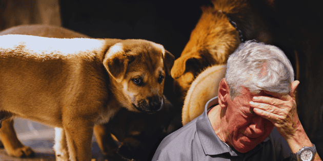 Salud mental en M&eacute;xico: Tener muchos perros ocultar&iacute;a este grave trastorno