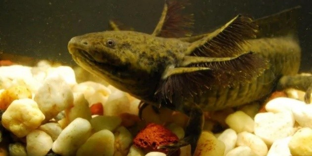 D&iacute;a Nacional del Ajolote: Lo que debes saber del extraordinario anfibio