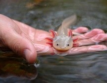 En México se encuentran 16 de las 33 especies diferentes de este anfibio, esto quiere decir que, el 50% de todas las especies que existen en el planeta, están aquí. PIXABAY