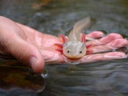 En México se encuentran 16 de las 33 especies diferentes de este anfibio, esto quiere decir que, el 50% de todas las especies que existen en el planeta, están aquí. PIXABAY