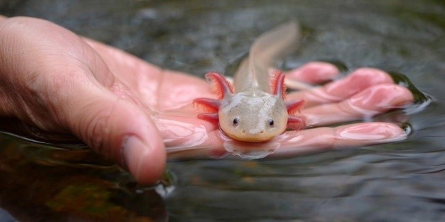 D&iacute;a Nacional del Ajolote 2026; &iquest;cu&aacute;l es su significado cultural?