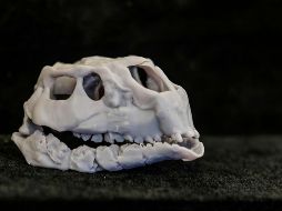 Cráneo de una nueva especie de dinosaurio hallado en los yacimientos paleontológicos de la sierra de la Demanda de Burgos. EFE/ S. Otero