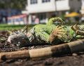 El frío provocó una "lluvia de iguanas", un fenómeno en el que los reptiles caen de los árboles al congelarse, por lo que cientos de ciudadanos llevaron más de 2 mil de estos animales a la Comisión de Conservación de Pesca y Vida Silvestre de Florida para su rescate. AFP / J. Raedle