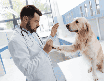 El desarrollo de esta píldora antienvejecimiento abre nuevas perspectivas en el cuidado de los perros mayores, enfocadas no en prolongar la vida de manera indefinida, sino en mejorar su bienestar durante las etapas finales, siempre bajo un manejo responsable y supervisión profesional. CANVA