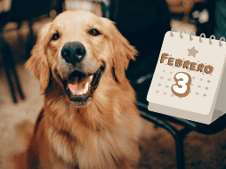 Es un perro sociable, paciente y con gran disposición para el aprendizaje, lo que facilita su adiestramiento y convivencia familiar. CANVA