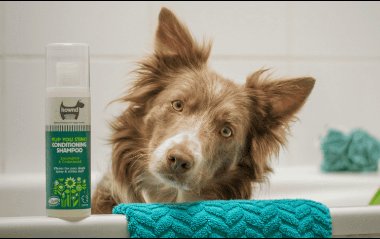 Bañar a tu perro es tan importante como cuidar su salud. UNSPLASH /  A. VERSCHUEREN