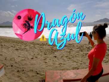 El dragón azul fue avistado en playas de Manzanillo. SUN / ARCHIVO