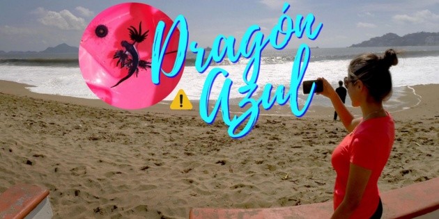 Emiten alerta por presencia de drag&oacute;n azul en playas de Manzanillo; este es el peligro