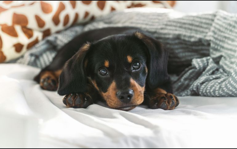 La decisión de dormir con una mascota depende de cada persona y su contexto, siempre considerando que el cariño no debe desplazar la prevención. Unsplash