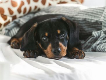 La decisión de dormir con una mascota depende de cada persona y su contexto, siempre considerando que el cariño no debe desplazar la prevención. Unsplash