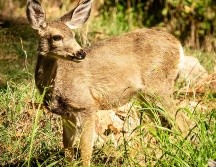 Los ciervos de las Islas Catalina son una parte valiosa del equilibrio del ecosistema paisajístico natural y cultural de la isla. EFE/SAVE THE CATALINA ISLAND DEER /N. Morrow