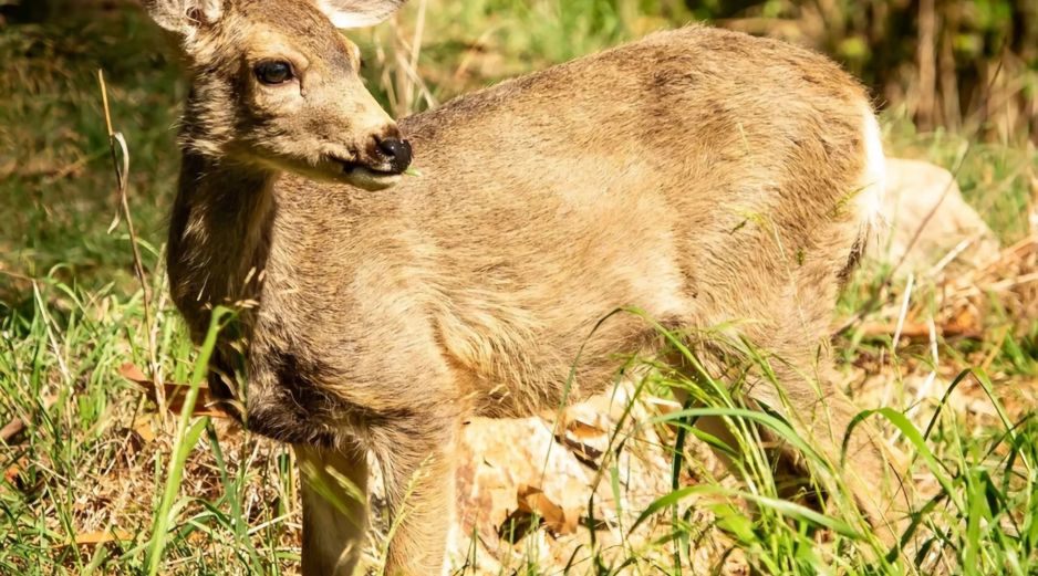 Los ciervos de las Islas Catalina son una parte valiosa del equilibrio del ecosistema paisajístico natural y cultural de la isla. EFE/SAVE THE CATALINA ISLAND DEER /N. Morrow