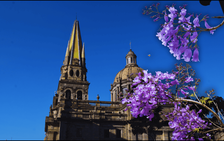 Las jacarandas pertenecen a la familia Bignoniaceae y llegan a medir hasta 15 metros de altura, con una probabilidad de vida de 80 años. ESPECIAL / CANVA