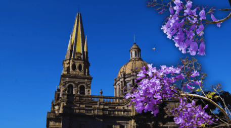 Las jacarandas pertenecen a la familia Bignoniaceae y llegan a medir hasta 15 metros de altura, con una probabilidad de vida de 80 años. ESPECIAL / CANVA