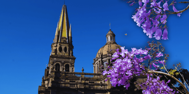 Jacarandas en Guadalajara: &iquest;Cu&aacute;ndo inician su floraci&oacute;n este 2026?