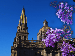 Las jacarandas pertenecen a la familia Bignoniaceae y llegan a medir hasta 15 metros de altura, con una probabilidad de vida de 80 años. ESPECIAL / CANVA