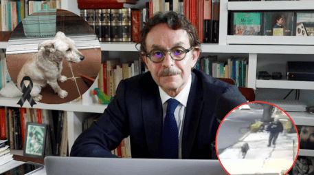 Difunden nuevas imágenes del ataque al perro de Quadri. ESPECIAL / X / @g_quadri