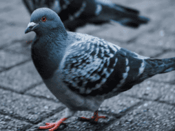 Las palomas espías se distinguen fácilmente por el momento: un cable sale de su cabeza y lo conecta con una mochila a su espalda, que contiene una batería solar, y una cámara en el pecho. ESPECIAL/Canva