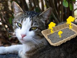 Esto puedes hacer si tu gato hace pipí fuera de su arenero para quitar el olor persistente. NTX / ARCHIVO