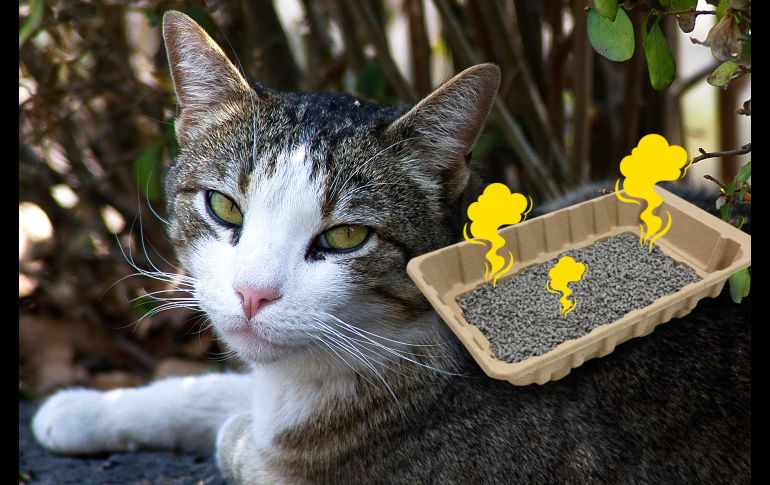 Esto puedes hacer si tu gato hace pipí fuera de su arenero para quitar el olor persistente. NTX / ARCHIVO
