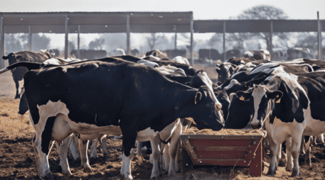 Leche para el Bienestar realizará el acopio de cerca de 800 millones de litros anuales a nivel nacional. X / @LecheBienestar