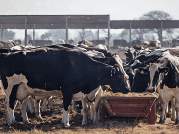 Leche para el Bienestar realizará el acopio de cerca de 800 millones de litros anuales a nivel nacional. X / @LecheBienestar