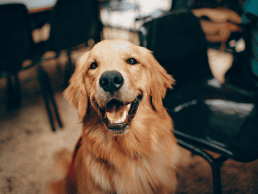 Ellos tienen la increíble la capacidad para percibir y reaccionar a las emociones humanas, gracias a su capacidad para interpretar el tono de voz, lenguaje corporal y expresiones faciales. CANVA
