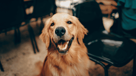 Ellos tienen la increíble la capacidad para percibir y reaccionar a las emociones humanas, gracias a su capacidad para interpretar el tono de voz, lenguaje corporal y expresiones faciales. CANVA